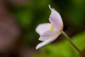 Macro of a beautiful blooming wood anemone in spring Royalty Free Stock Photo