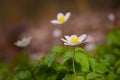 Macro of a beautiful blooming wood anemone in spring Royalty Free Stock Photo