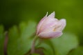 Macro of a beautiful blooming wood anemone in spring Royalty Free Stock Photo