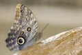 Macro of a beautiful brown butterfly on a dead leaf from the sid Royalty Free Stock Photo