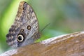 Macro of a beautiful brown butterfly on a dead leaf from the sid Royalty Free Stock Photo