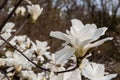 Macro of a beautiful bud of magnolia Royalty Free Stock Photo