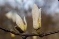 Macro of a beautiful bud of magnolia Royalty Free Stock Photo