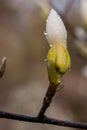 Macro of a beautiful bud of magnolia Royalty Free Stock Photo