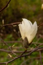 Macro of a beautiful bud of magnolia Royalty Free Stock Photo