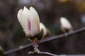 Macro of a beautiful bud of magnolia Royalty Free Stock Photo