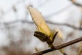 Macro of a beautiful bud of magnolia Royalty Free Stock Photo