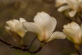 Macro of a beautiful bud of magnolia Royalty Free Stock Photo