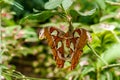 Macro beautiful butterfly Attacus lorquin Royalty Free Stock Photo