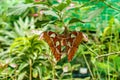 Macro beautiful butterfly Attacus lorquin