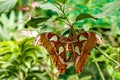Macro beautiful butterfly Attacus lorquin