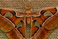 Macro beautiful butterfly Attacus lorquin Royalty Free Stock Photo