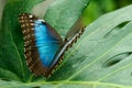 Macro beautiful butterfly Morpho helenor Royalty Free Stock Photo