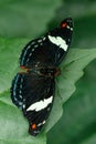 Macro beautiful butterfly Papilio aegeus