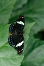 Macro beautiful butterfly Papilio aegeus