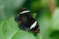 Macro beautiful butterfly Papilio aegeus