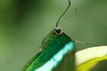 Macro beautiful butterfly Papilio palinurus