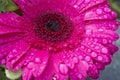 Macro of beautiful dark pink Gerbera flower in full bloom drenched in water drops from morning dew. Blurry background.