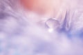 Macro beautiful delicate feather with a water drop with delicate shades of pink and purple. Royalty Free Stock Photo