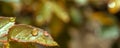 Macro. Beautiful drops of transparent rain water on a green leaf macro. Nature panorama. Copy space banner