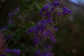 Macro of beautiful Duranta flowers