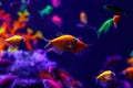 Macro beautiful fish glo tetra fish danio rerio Royalty Free Stock Photo