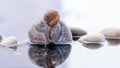 Macro beautiful forest wild snail sits on a large shell spiral on water with stones and reflection