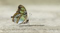 Macro of a beautiful green and brown butterfly on beige surface Royalty Free Stock Photo