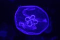 Macro of a beautiful jellyfish aurelia aurita
