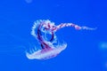 Macro of a beautiful jellyfish chrysaora lactea