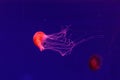 Macro of a beautiful jellyfish chrysaora pacifica Royalty Free Stock Photo