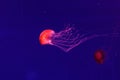 Macro of a beautiful jellyfish chrysaora pacifica Royalty Free Stock Photo