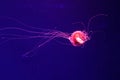 Macro of a beautiful jellyfish chrysaora pacifica Royalty Free Stock Photo