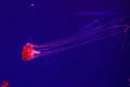 Macro of a beautiful jellyfish chrysaora pacifica Royalty Free Stock Photo