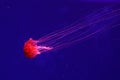 Macro of a beautiful jellyfish chrysaora pacifica Royalty Free Stock Photo