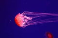 Macro of a beautiful jellyfish chrysaora pacifica Royalty Free Stock Photo