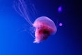 Macro of a beautiful jellyfish cyanea capillata Royalty Free Stock Photo