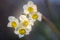 Light-flooded daffodils in the back light Royalty Free Stock Photo