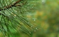 Macro of beautiful long green needles Pinus nigra, Austrian pine or black pine with waterdrops on magic bokeh background Royalty Free Stock Photo