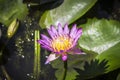 Macro of Beautiful Lotus flower, Purple water lily. Royalty Free Stock Photo