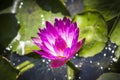 Macro of Beautiful Lotus flower, Purple water lily. Royalty Free Stock Photo