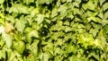 Macro of beautiful, lush green leaves of Common Ivy