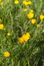 Macro of beautiful organic grass and buttercup flowers - springtime meadow