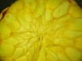 Macro of pattern of the leaves of the yellow helichrysum