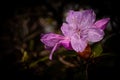 Pink Azalea Flower - Cumberland Gap National Historical Park - Kentucky Royalty Free Stock Photo