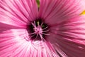 Macro of a beautiful pink flower