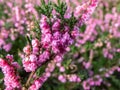 Macro of beautiful pink-red, double flowers of Calluna vulgaris `Red favorit`  in autumn Royalty Free Stock Photo