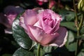 Macro of beautiful pink rose in the spring season Royalty Free Stock Photo