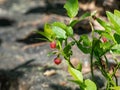 Macro of beautiful pink urn shaped flower of European blueberry or bilberry plant Vaccinium myrtillus before bearing fruits in Royalty Free Stock Photo