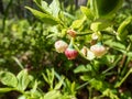 Macro of beautiful pink urn shaped flower of European blueberry or bilberry plant Vaccinium myrtillus before bearing fruits Royalty Free Stock Photo